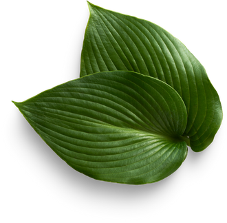 Premium isolated images & templates